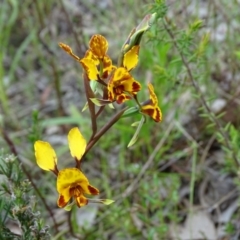 Diuris semilunulata (Late Leopard Orchid) at Wanniassa Hill - 19 Oct 2022 by Mike