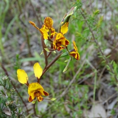 Diuris semilunulata (Late Leopard Orchid) at Wanniassa Hill - 19 Oct 2022 by Mike