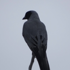 Coracina novaehollandiae (Black-faced Cuckooshrike) at Jerrabomberra, ACT - 19 Oct 2022 by Mike