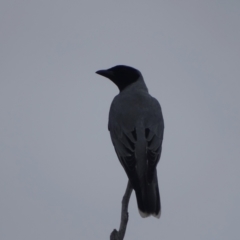 Coracina novaehollandiae at Jerrabomberra, ACT - 19 Oct 2022