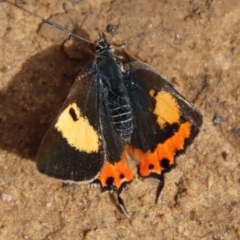 Pseudalmenus chlorinda (Silky Hairstreak) at QPRC LGA - 19 Oct 2022 by LisaH