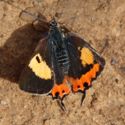 Pseudalmenus chlorinda (Silky Hairstreak) at Mongarlowe River - 19 Oct 2022 by LisaH