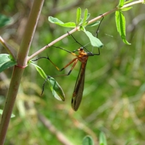 Harpobittacus australis at Symonston, ACT - 19 Oct 2022 12:11 PM