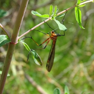 Harpobittacus australis (Hangingfly) at Mount Mugga Mugga - 19 Oct 2022 by Mike