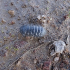 Armadillidium vulgare (Slater bug, woodlouse, pill bug, roley poley) at O'Malley, ACT - 18 Oct 2022 by Mike