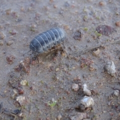 Armadillidium vulgare at O'Malley, ACT - 19 Oct 2022 09:42 AM