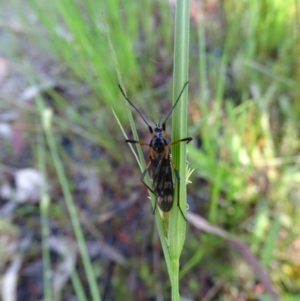 Gynoplistia (Gynoplistia) bella at O'Malley, ACT - 19 Oct 2022 09:22 AM