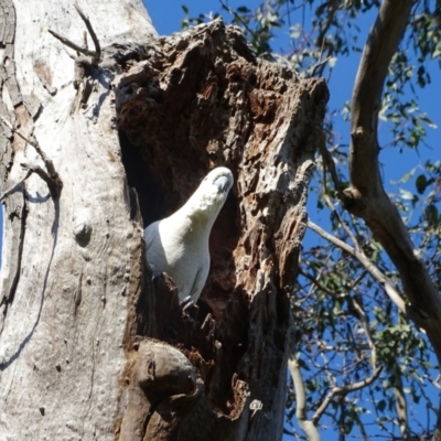 Cacatua galerita (Sulphur-crested Cockatoo) at Mount Mugga Mugga - 18 Oct 2022 by Mike