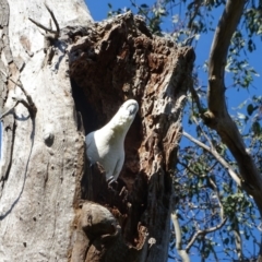 Cacatua galerita (Sulphur-crested Cockatoo) at Mount Mugga Mugga - 18 Oct 2022 by Mike