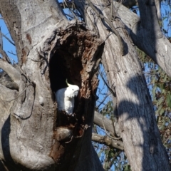 Cacatua galerita at O'Malley, ACT - 19 Oct 2022