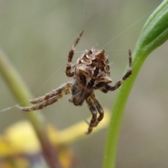 Backobourkia sp. (genus) (An orb weaver) at Block 402 - 18 Oct 2022 by RobG1