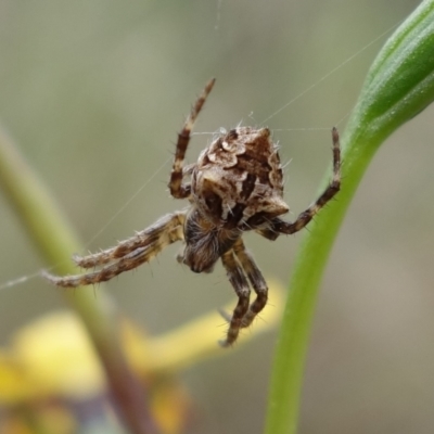 Backobourkia (genus) (An orb weaver) at Stromlo, ACT - 18 Oct 2022 by RobG1