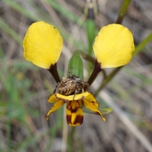 Backobourkia sp. (genus) at Stromlo, ACT - 18 Oct 2022