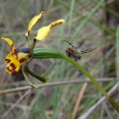 Backobourkia sp. (genus) at Stromlo, ACT - 18 Oct 2022