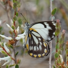 Belenois java (Caper White) at Bluetts Block Area - 18 Oct 2022 by RobG1