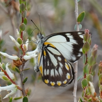 Belenois java (Caper White) at Piney Ridge - 18 Oct 2022 by RobG1