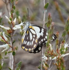 Belenois java at Stromlo, ACT - 18 Oct 2022