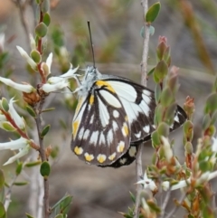 Belenois java at Stromlo, ACT - 18 Oct 2022 02:21 PM