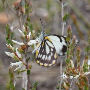 Belenois java at Stromlo, ACT - 18 Oct 2022 02:21 PM