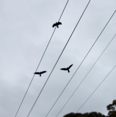 Calyptorhynchus lathami lathami (Glossy Black-Cockatoo) at Broulee Moruya Nature Observation Area - 19 Oct 2022 by LisaH