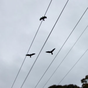 Calyptorhynchus lathami lathami at Moruya, NSW - suppressed