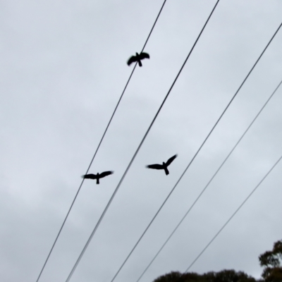 Calyptorhynchus lathami (Glossy Black-Cockatoo) at Moruya, NSW - 19 Oct 2022 by LisaH