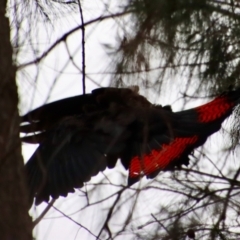 Calyptorhynchus lathami lathami at Moruya, NSW - suppressed