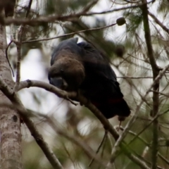 Calyptorhynchus lathami lathami at Moruya, NSW - suppressed