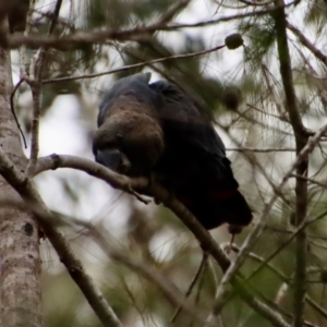 Calyptorhynchus lathami at Moruya, NSW - 19 Oct 2022