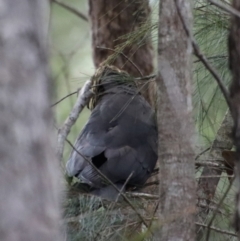 Calyptorhynchus lathami lathami at Moruya, NSW - 19 Oct 2022