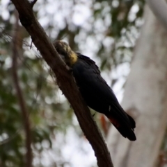 Calyptorhynchus lathami lathami at Moruya, NSW - suppressed