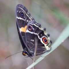 Tisiphone abeona (Varied Sword-grass Brown) at Moruya, NSW - 19 Oct 2022 by LisaH