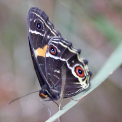 Tisiphone abeona (Varied Sword-grass Brown) at Broulee Moruya Nature Observation Area - 19 Oct 2022 by LisaH