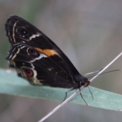 Tisiphone abeona at Moruya, NSW - 19 Oct 2022