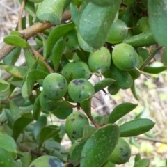 Persoonia rigida (Hairy Geebung) at Cotter Reserve - 19 Oct 2022 by RobG1