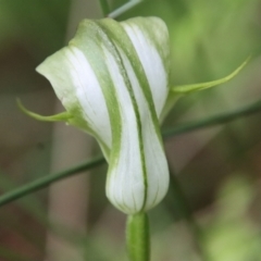 Pterostylis baptistii (King Greenhood) at Broulee Moruya Nature Observation Area - 19 Oct 2022 by LisaH