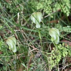 Pterostylis baptistii at Moruya, NSW - suppressed
