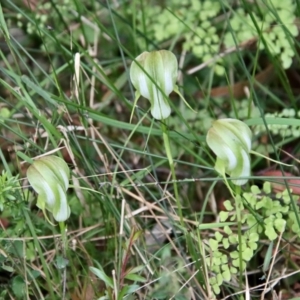 Pterostylis baptistii at Moruya, NSW - suppressed