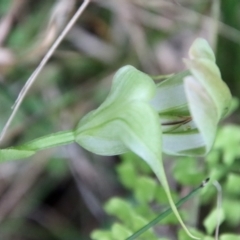 Pterostylis baptistii at Moruya, NSW - 19 Oct 2022