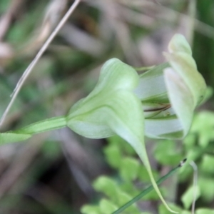 Pterostylis baptistii at Moruya, NSW - suppressed