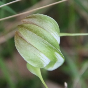 Pterostylis baptistii at Moruya, NSW - suppressed