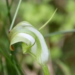 Pterostylis baptistii at Moruya, NSW - suppressed