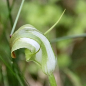 Pterostylis baptistii at Moruya, NSW - suppressed