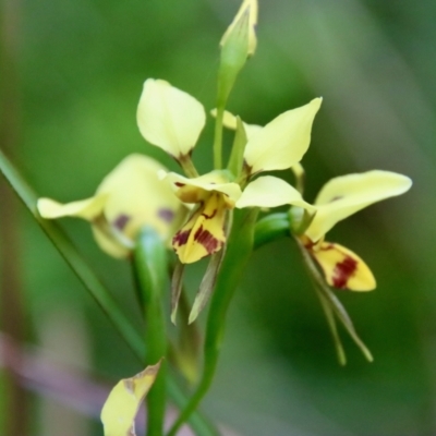 Diuris sulphurea (Tiger Orchid) at Broulee Moruya Nature Observation Area - 19 Oct 2022 by LisaH
