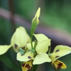 Diuris sulphurea at Moruya, NSW - suppressed