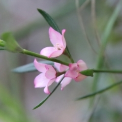 Boronia polygalifolia (Dwarf Boronia) at Broulee Moruya Nature Observation Area - 19 Oct 2022 by LisaH