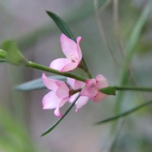 Boronia polygalifolia at Moruya, NSW - suppressed