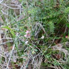 Boronia polygalifolia at Moruya, NSW - 19 Oct 2022