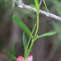 Boronia polygalifolia at Moruya, NSW - suppressed