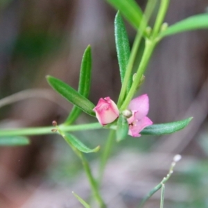 Boronia polygalifolia at Moruya, NSW - suppressed